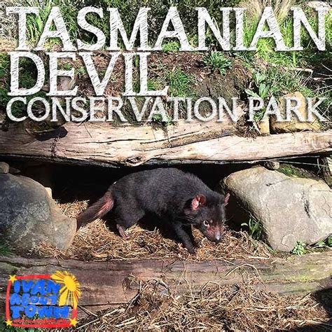 tasmanian devil conservation programs